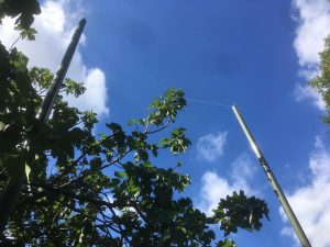 eruv fig tr