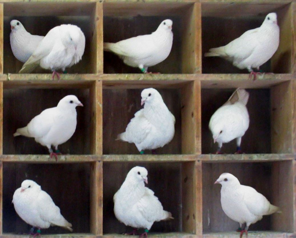 Rabbi Yirmeya doves