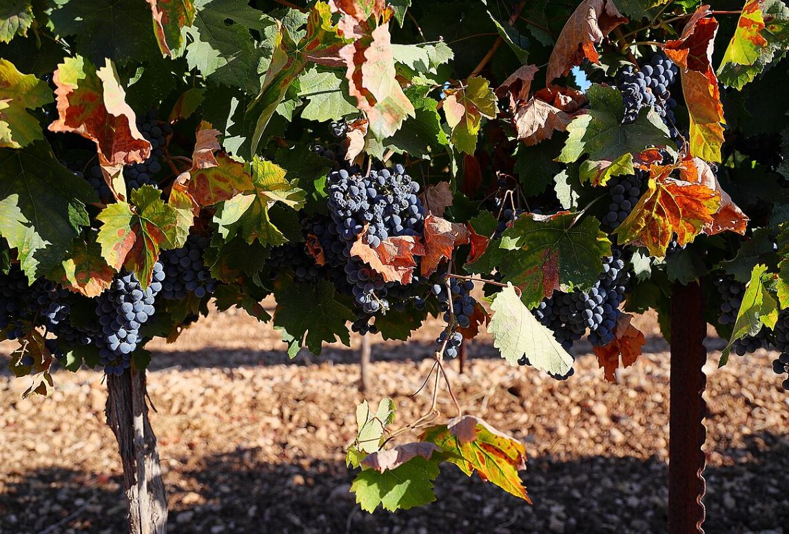 mikdash grapes givat yeshayahu