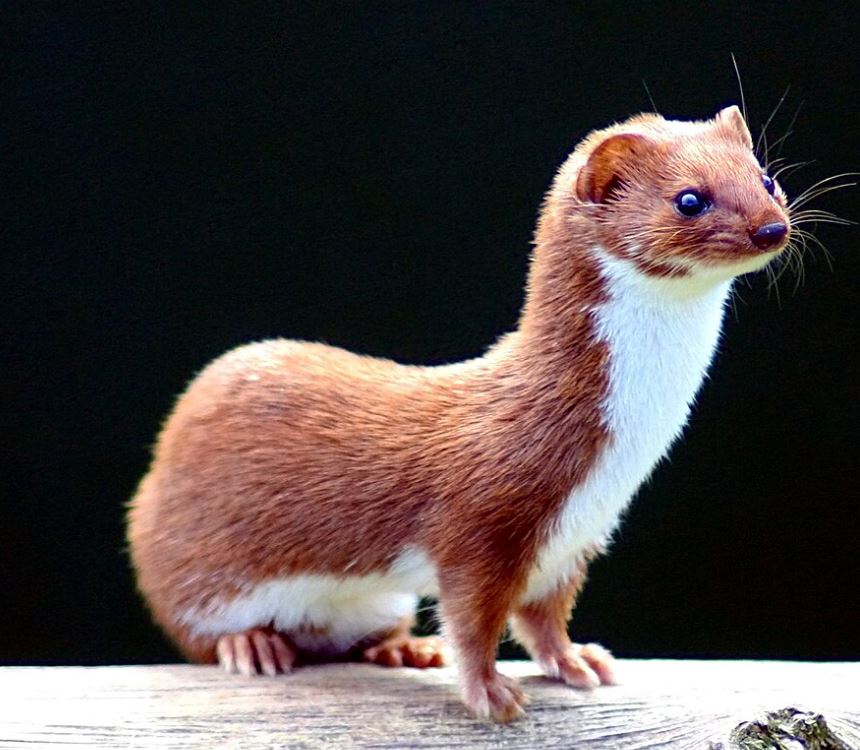 huldah weasel
