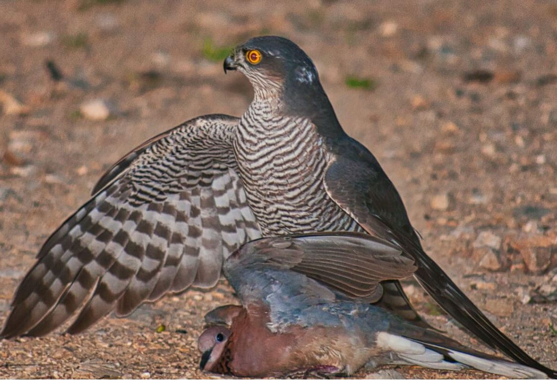 netz sparrowhawk