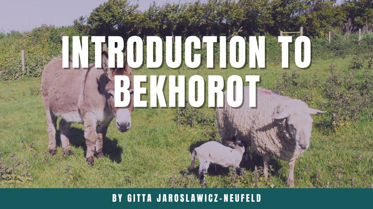 introduction to bekhorot gitta