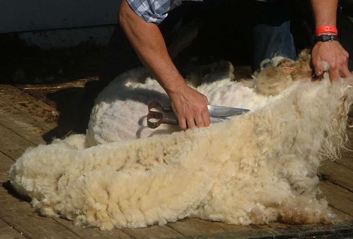 sheep blades